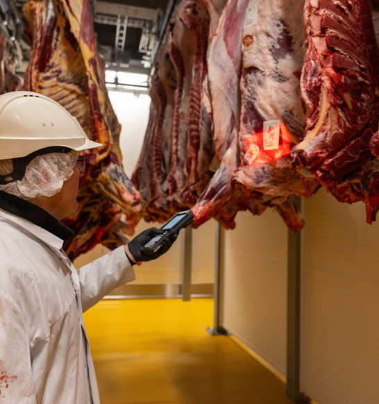 Beef Processing