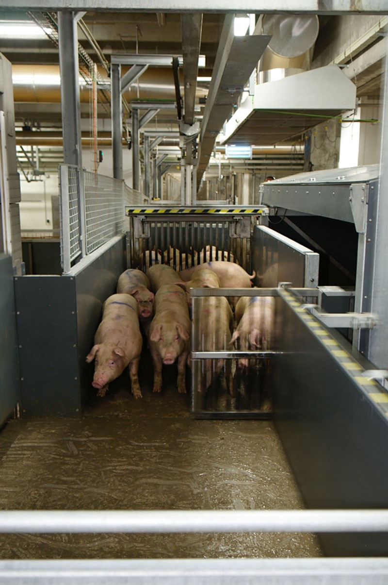 Live animal handling - Pigs