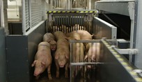 Live animal handling - Pigs