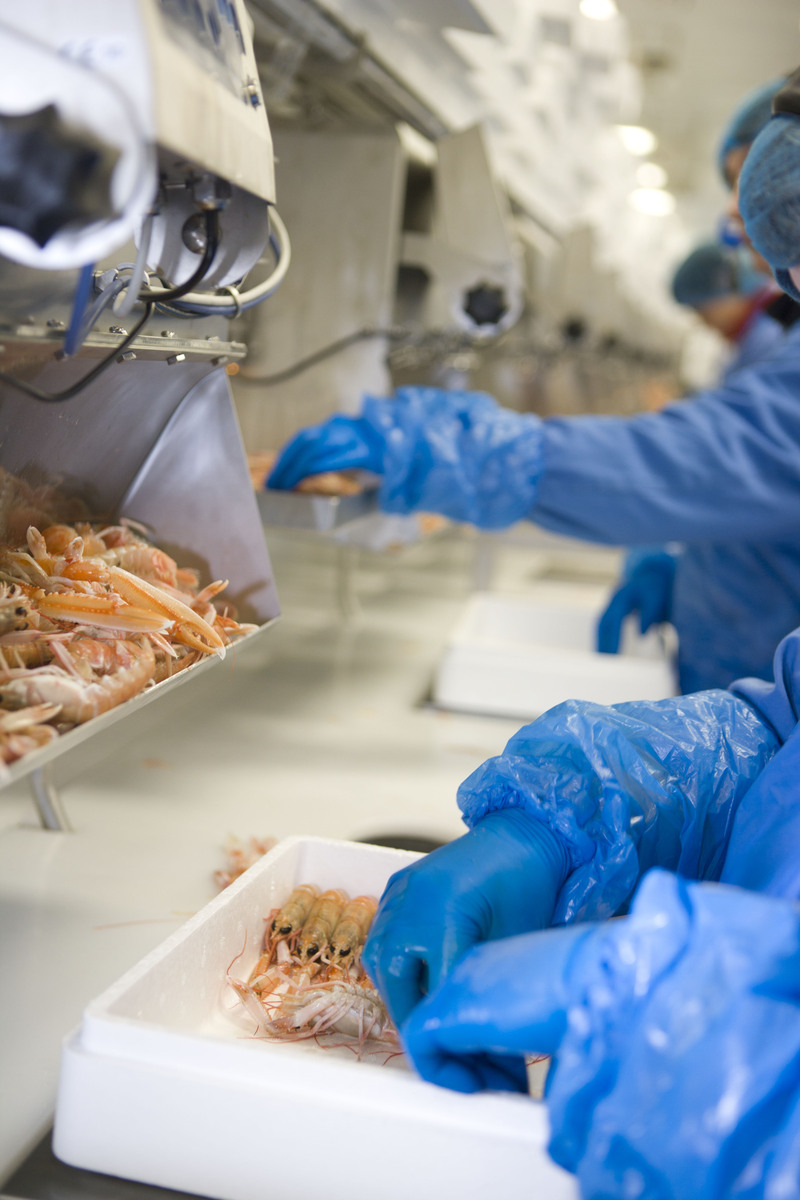 Grading And Batching Seafood Processing