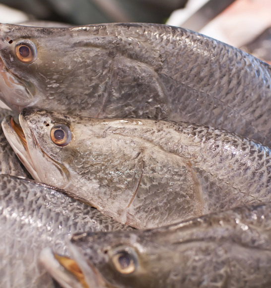 Barramundi Fish