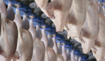 Broilers
