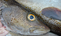 Whitefish