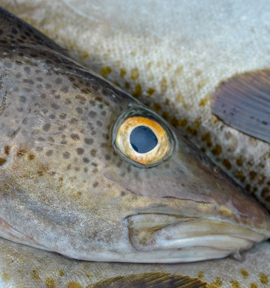 Whitefish Closeup