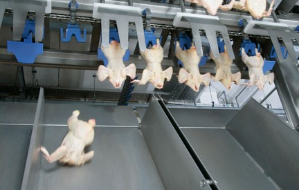 overhead-grading-distribution-broiler.jpg