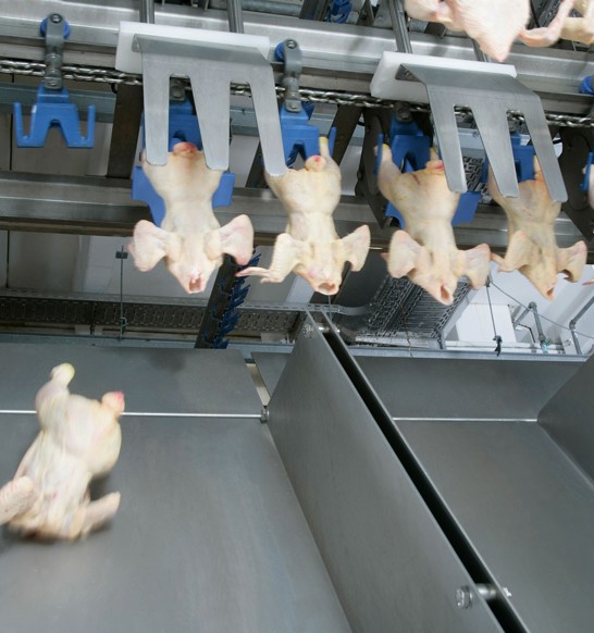 overhead-grading-distribution-broiler.jpg