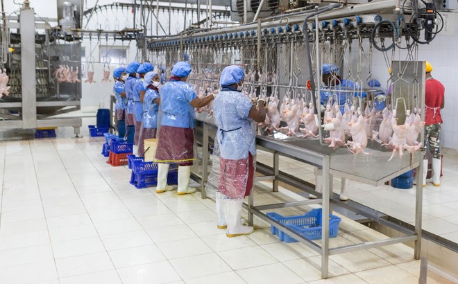 Manual Poultry Evisceration Line