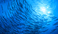Committed to a sustainable fish industry