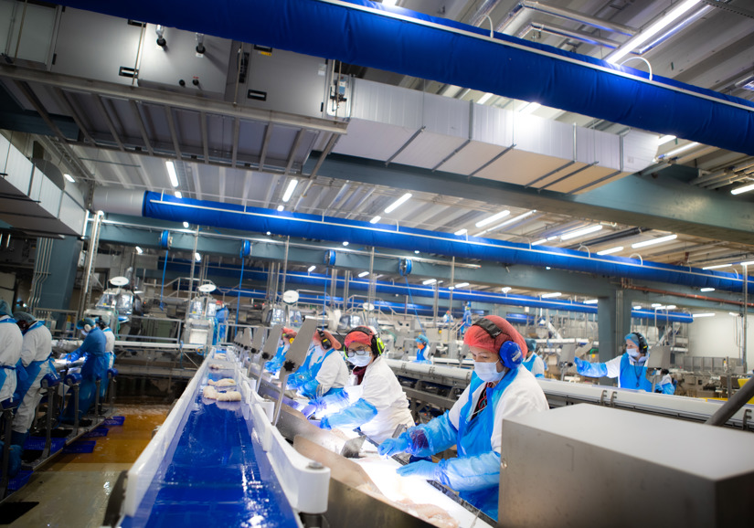 Operators inspect fillets along whitefish line