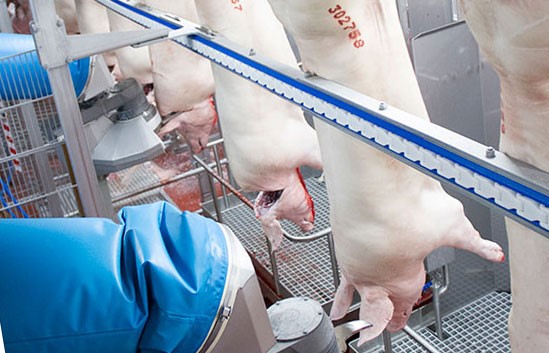 When the time is right – automation in hog slaughter has become a 'must'