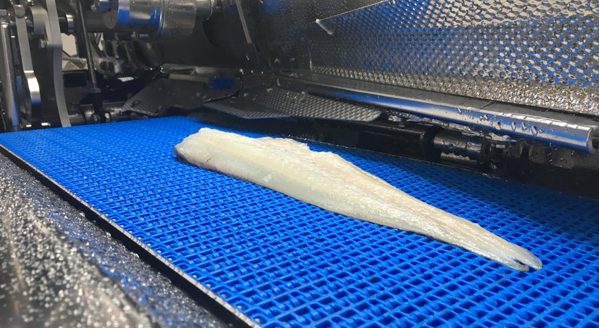 Whitefish fillet procesing