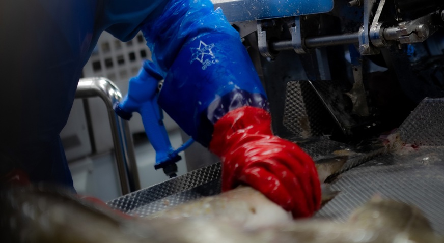 Operator Filleting Fish On Curio Filleting Platform