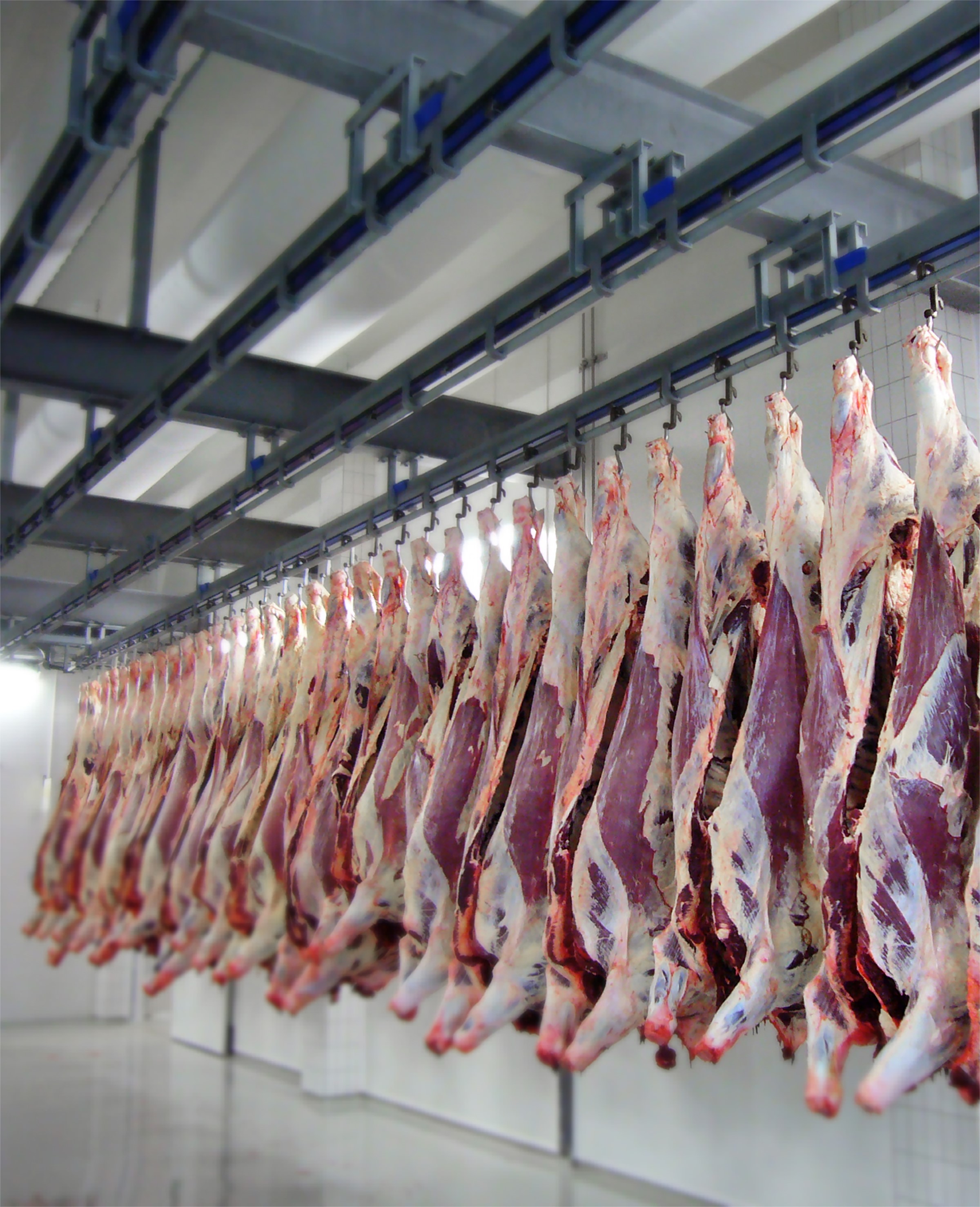 Transportation and cooling of Beef carcasses