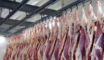 Transportation and cooling of Beef carcasses