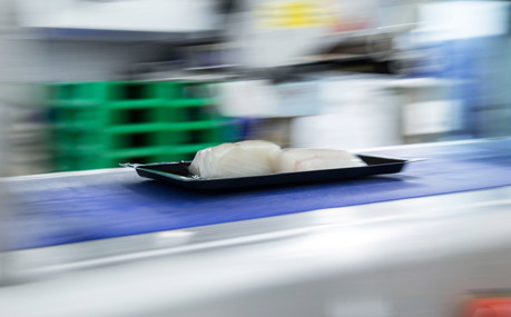 Morrisons Cod Conveyor Belt