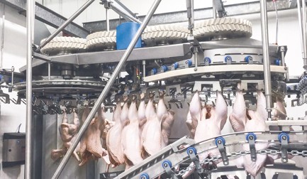 SmartWeigher für Pute