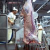 Sacrificio y eviscerado de ganado vacuno