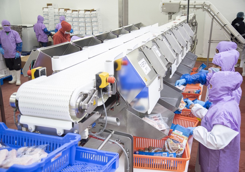 Coinrefri Workers Along Fish Processing Line (1)