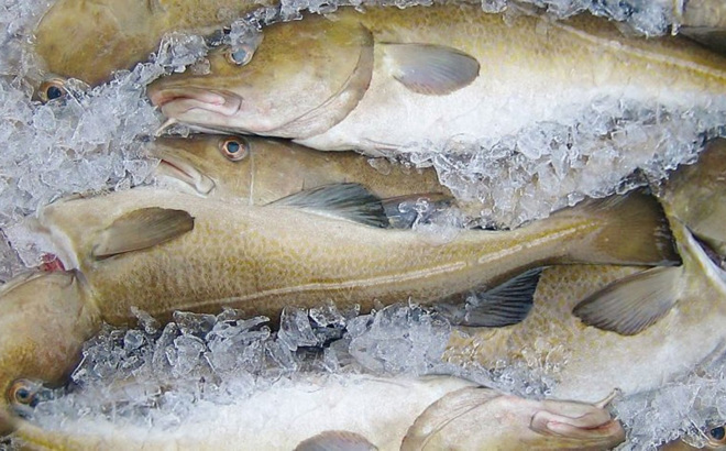 Whitefish Ice Deheading