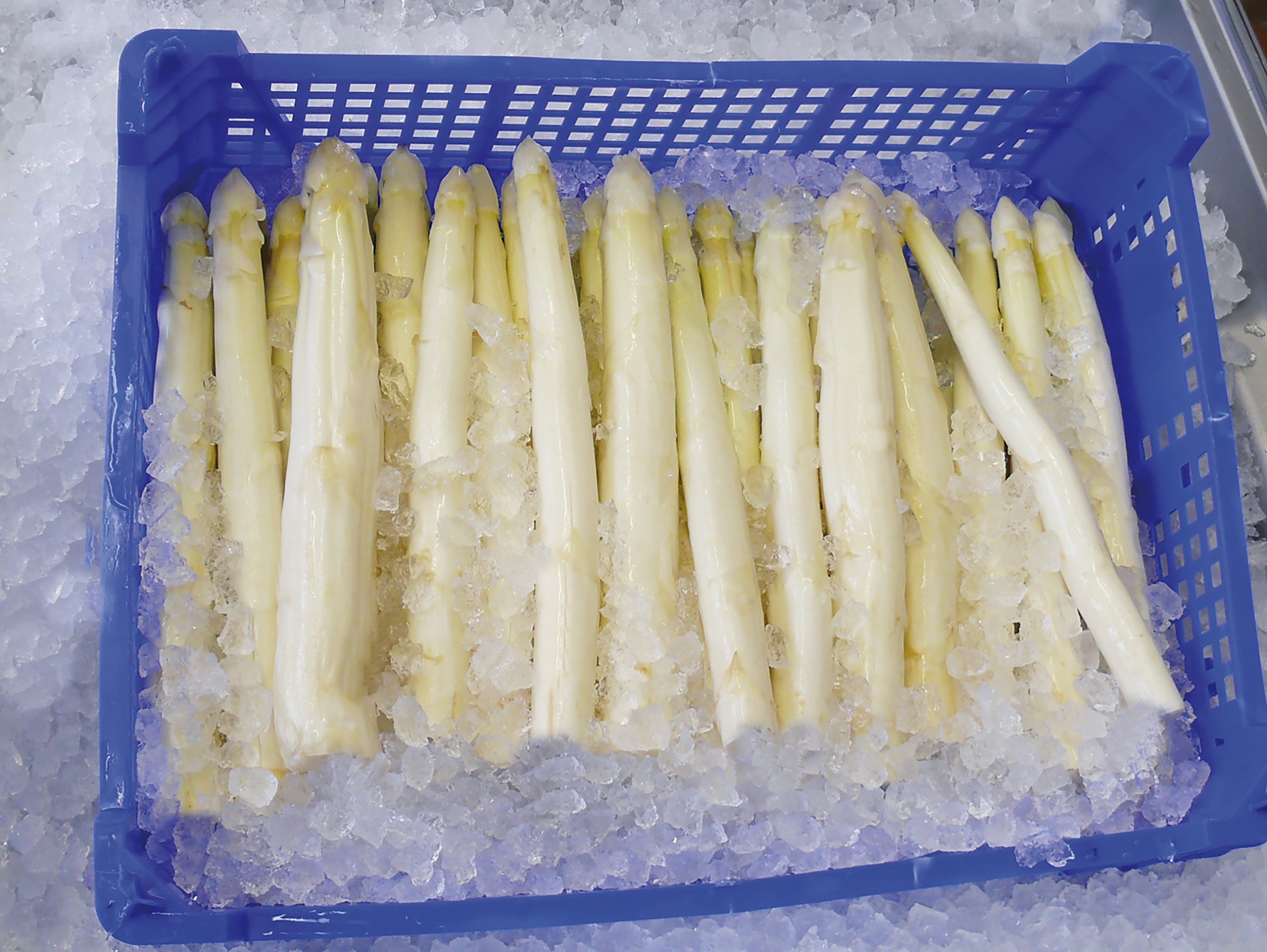 MAJA nugget ice asparagus cooling