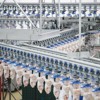 Procesado de pechugas/mitades delanteras