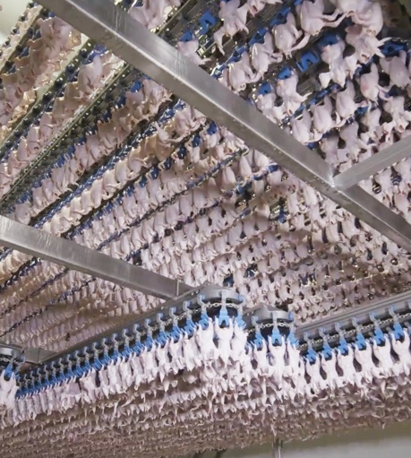 Air Chilling 3000 Bph