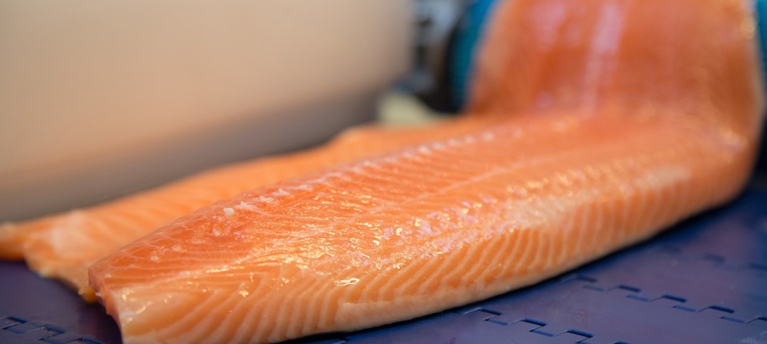 Salmon_Showhow_2016 (3).jpg