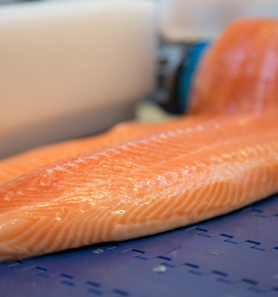 Salmon filleting equipment