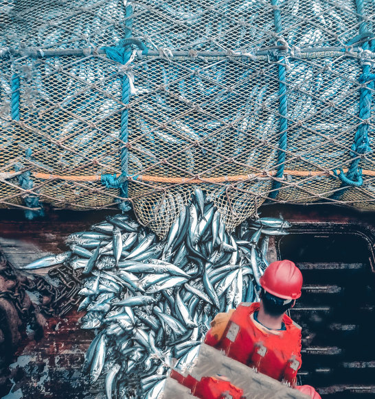 Fishermen Catch