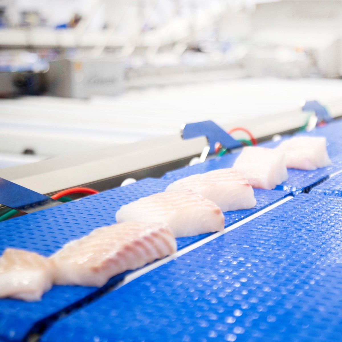 Whitefish processing solutions | Marel