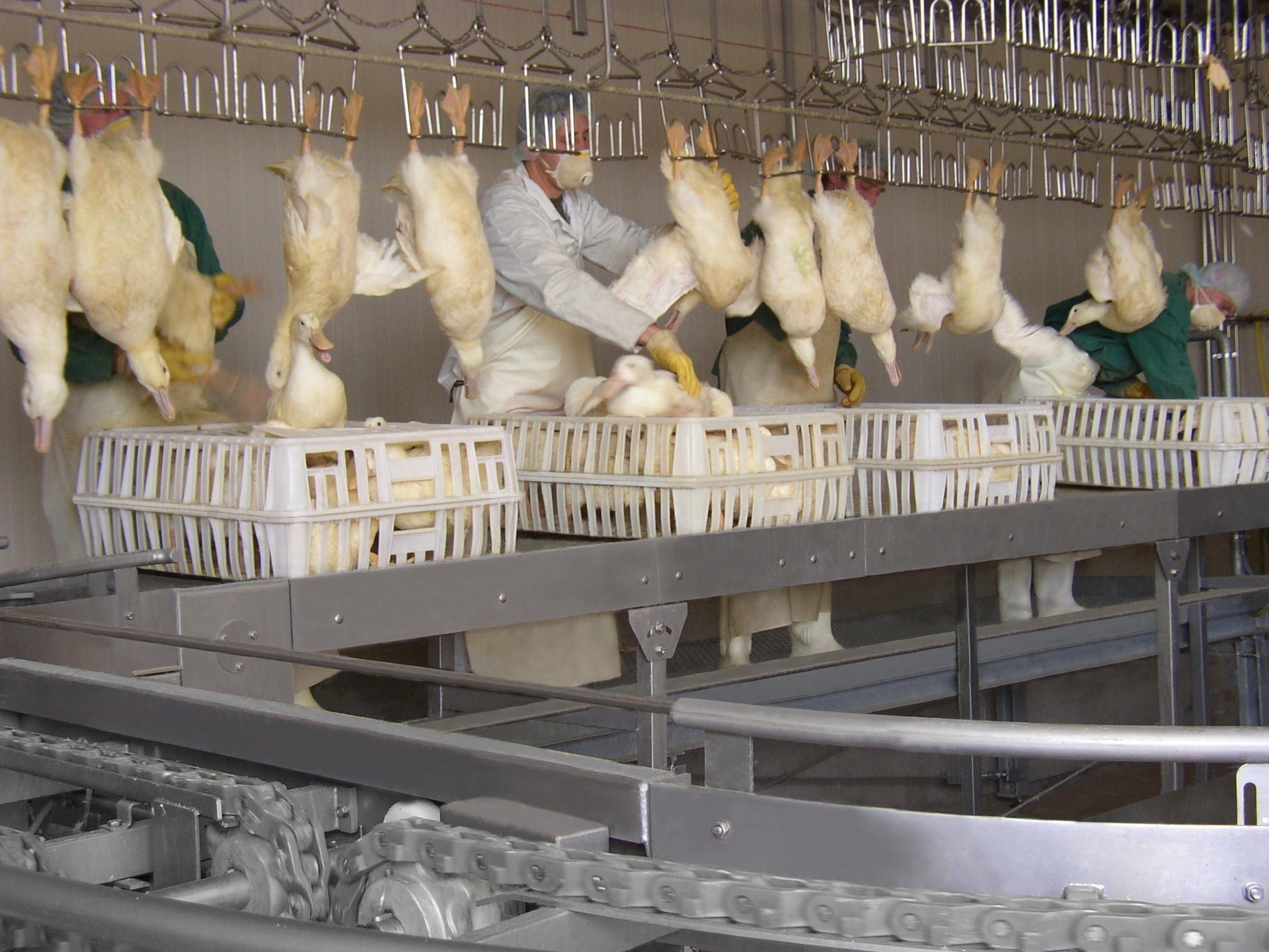 Supply crate system for ducks Marel