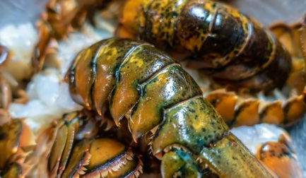 Améliorez votre process de transformation du homard et du crabe avec les calibreuses Marel