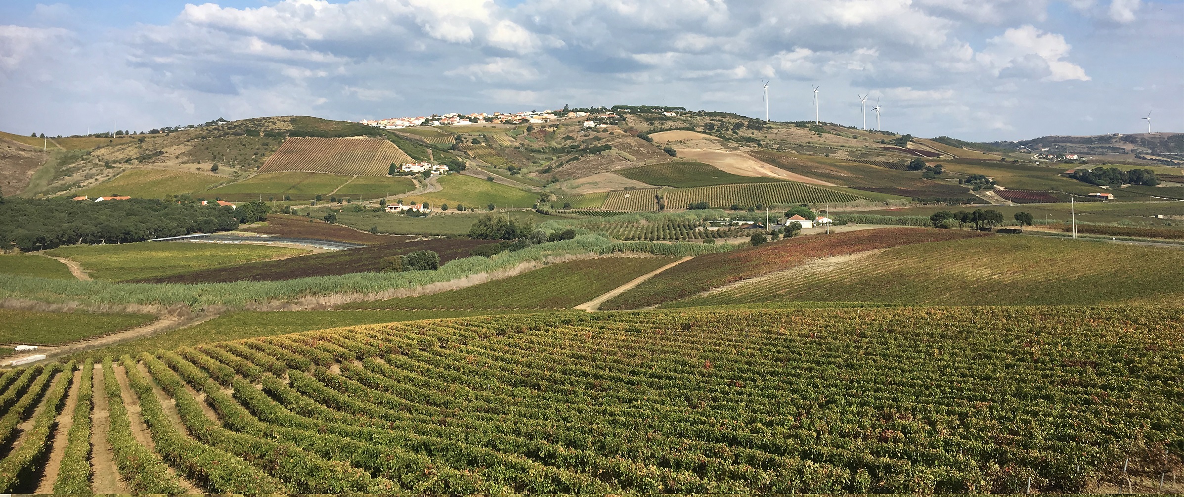 Wineyard Portugal