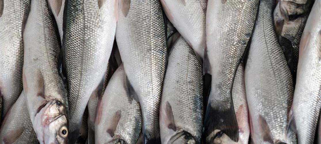 Seabass Fish