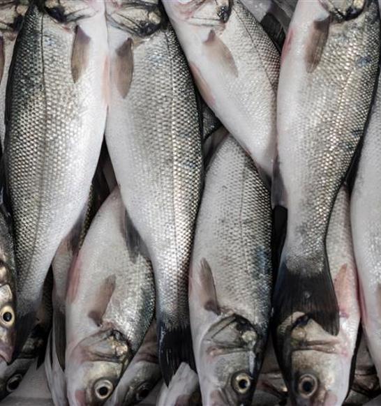 Seabass Fish