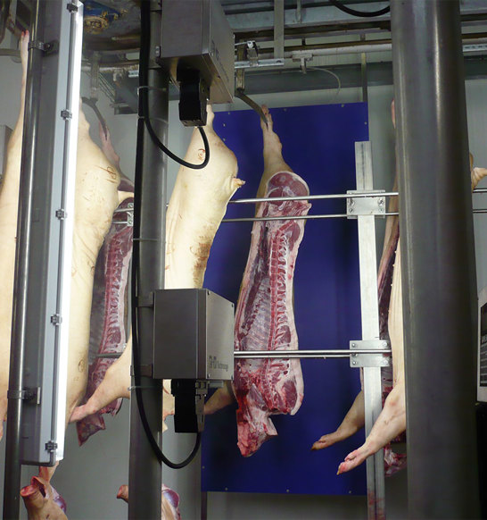 VCS Pork Carcass Grading