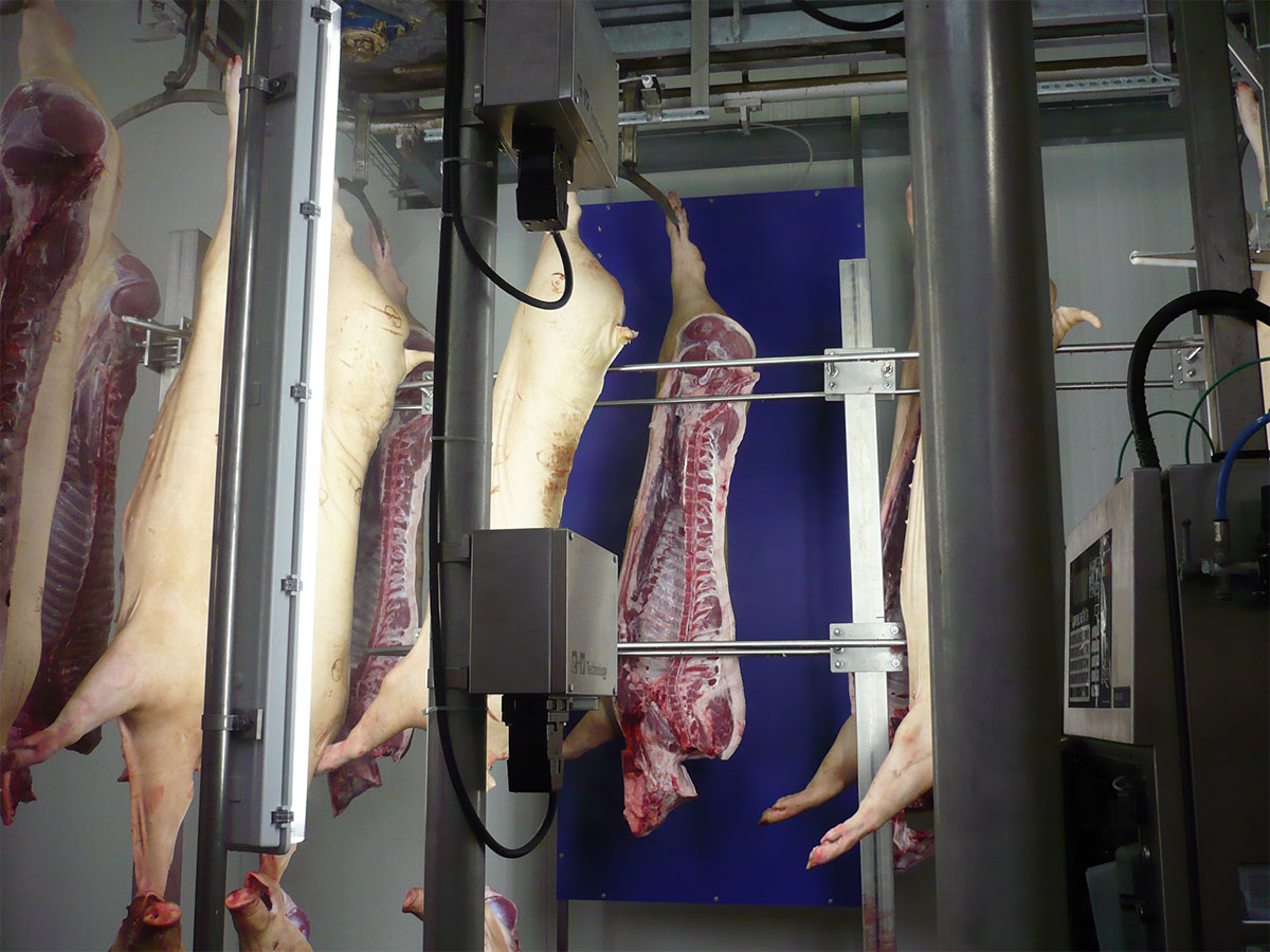 VCS Pork Carcass Grading