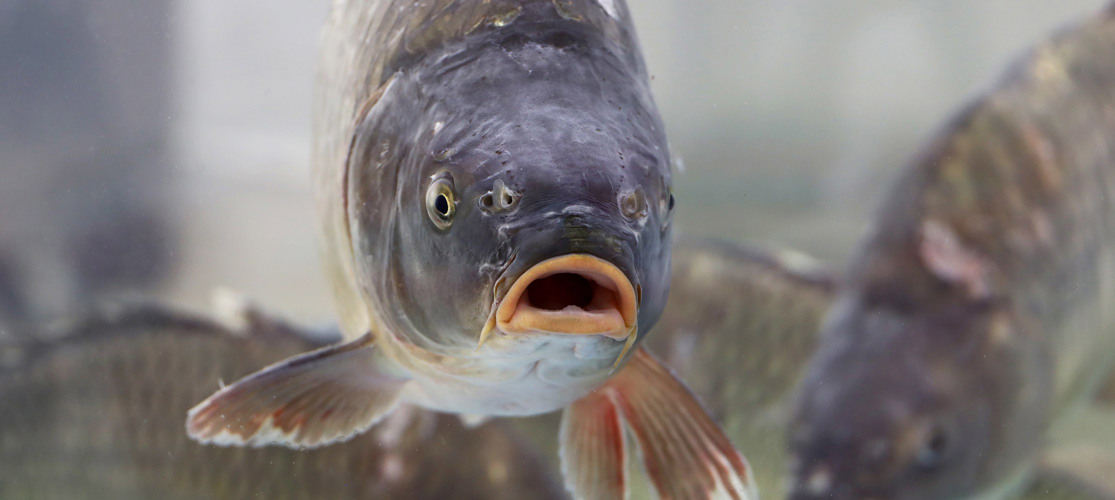 Carp Fish Processing