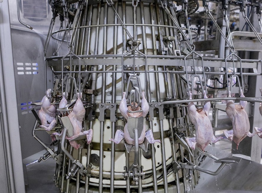 Coretech Eviscerator Poultry 2