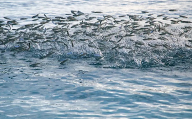 Fish Traceability