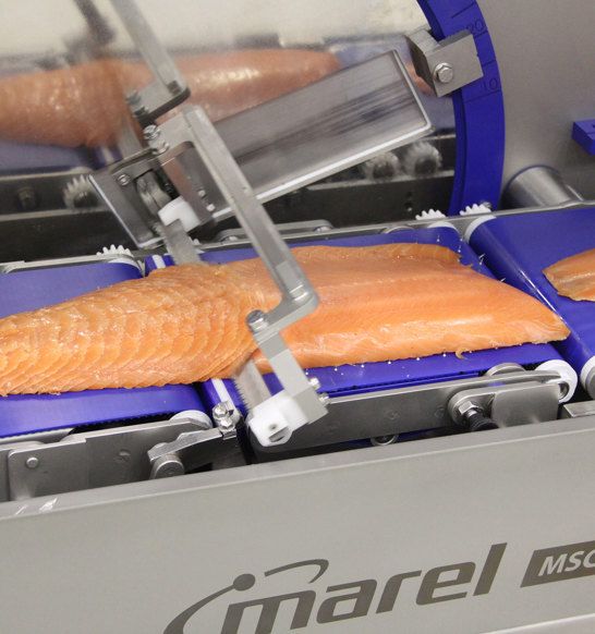 Salmon Slicer MSC 55 MA