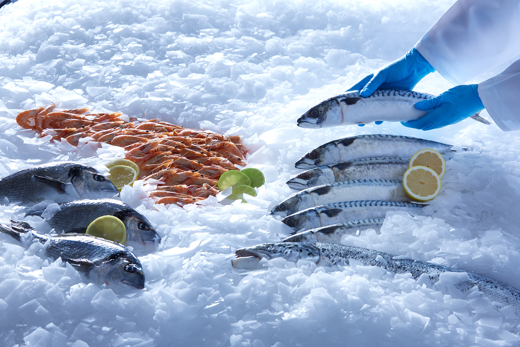 Fresh fish and seafood for retail flake ice display using flake ice from a MAJA flake ice machine for fish