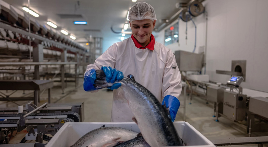 Astafjord Slakteri Salmon Processing