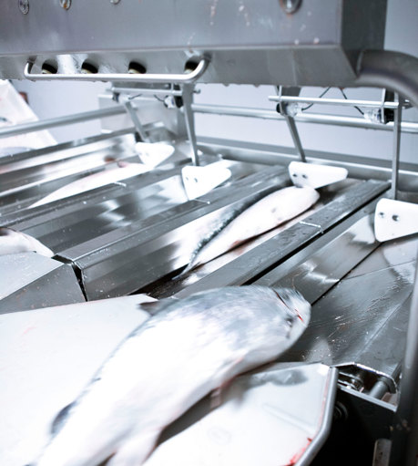 Bremnes Salmon Processing Equipment