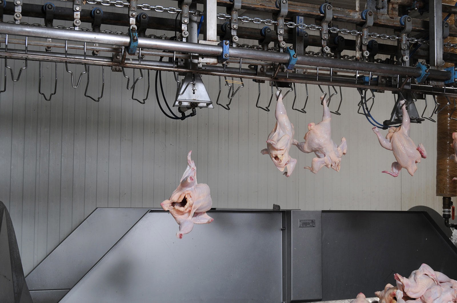 Whole Broiler Unloading Station