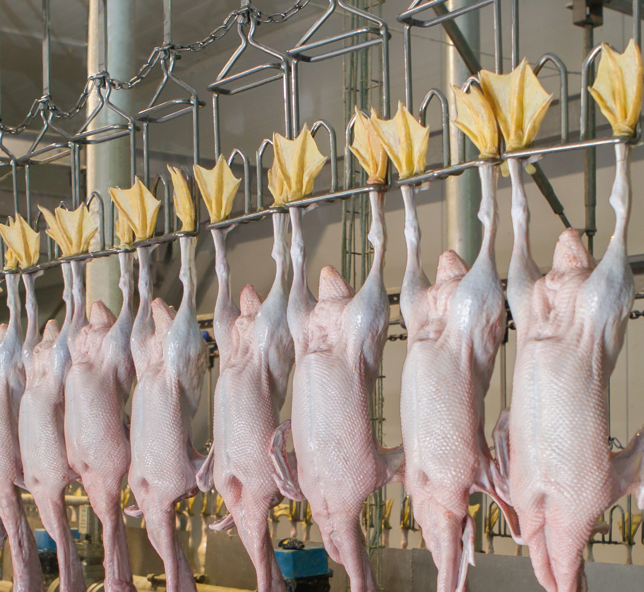 What are the hot topics in duck processing?