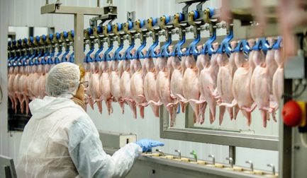 Visual quality grading