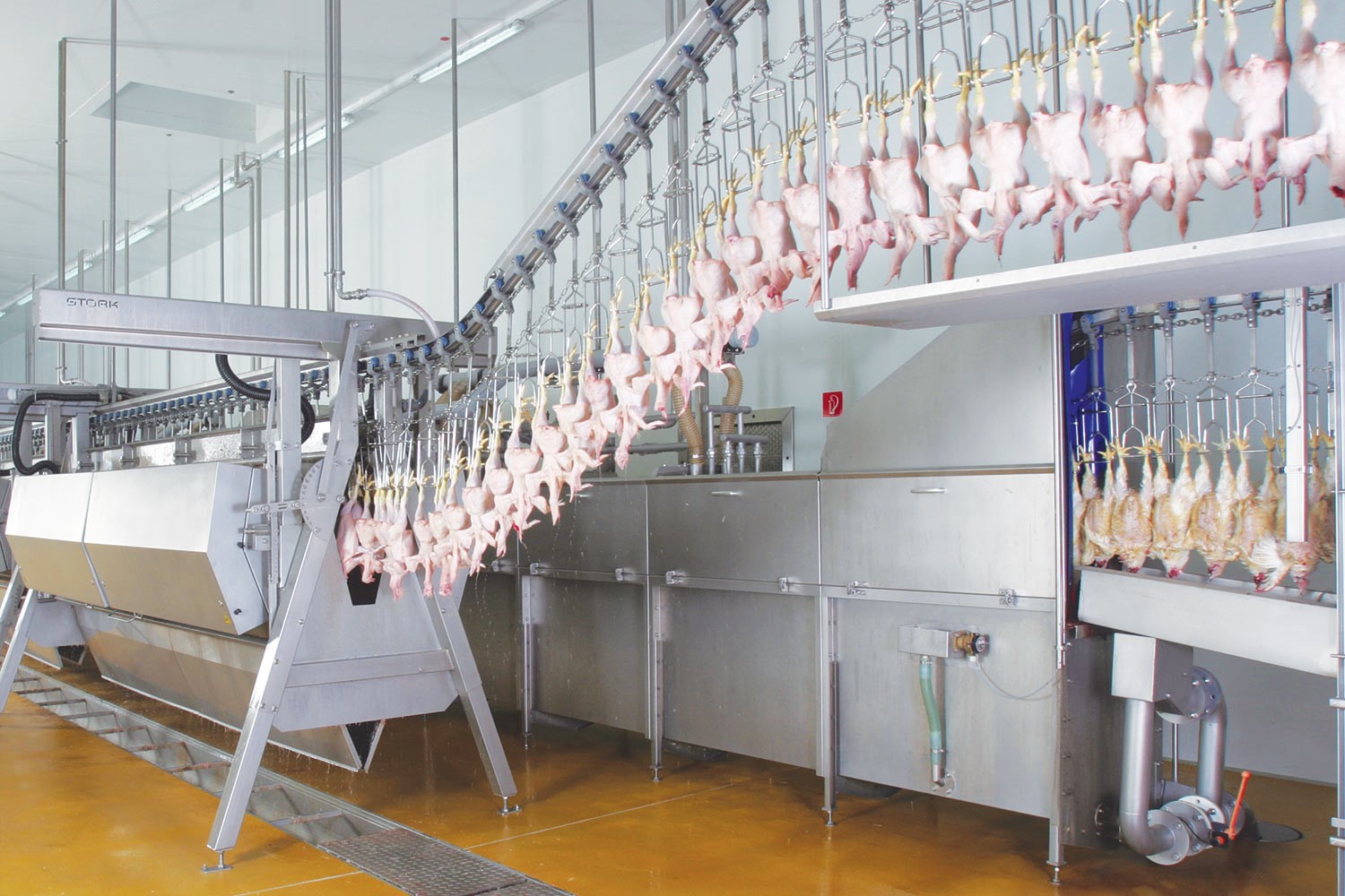 Killing and defeathering broiler