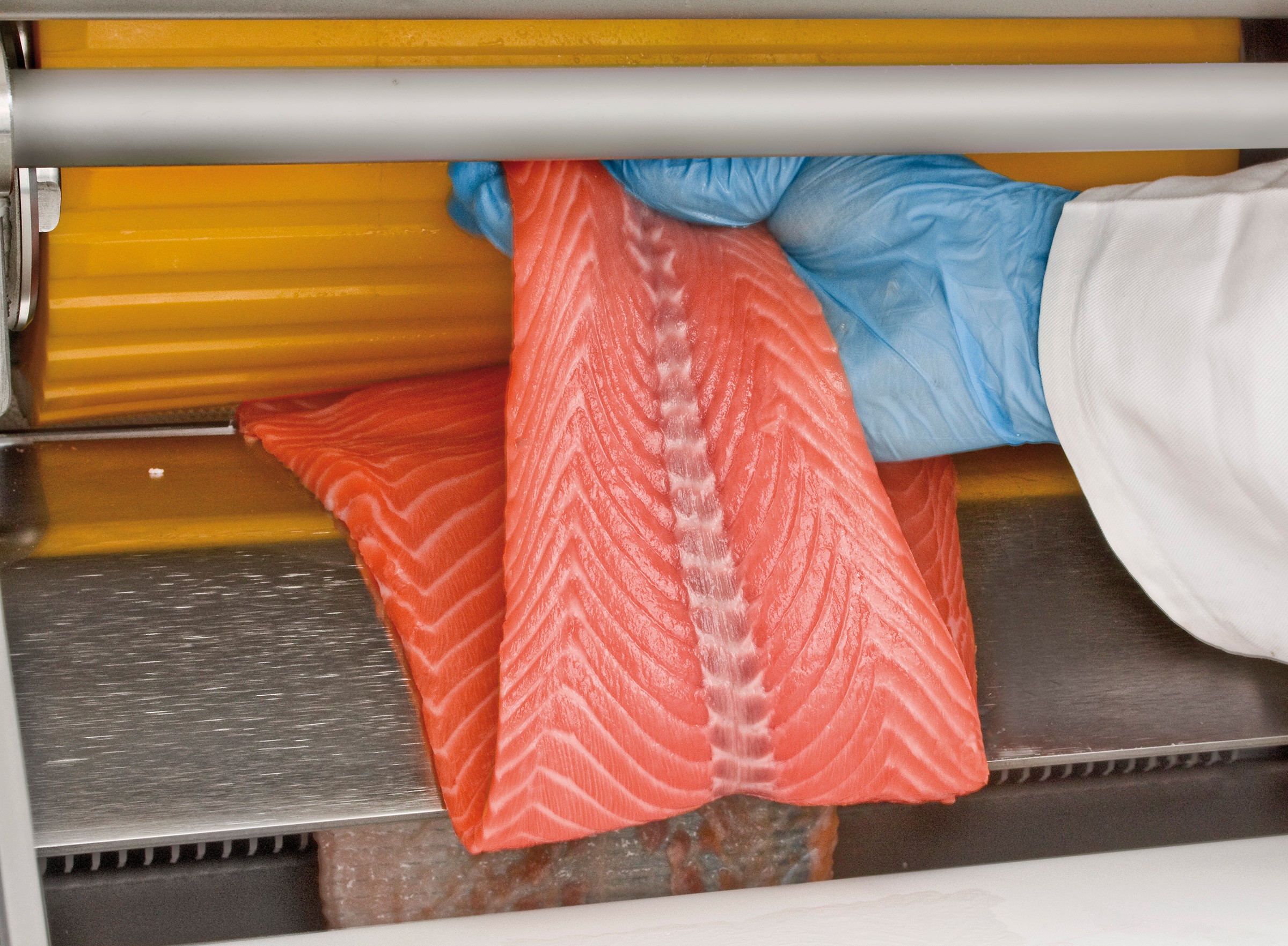 Peladora de salmón con cinta transportadora