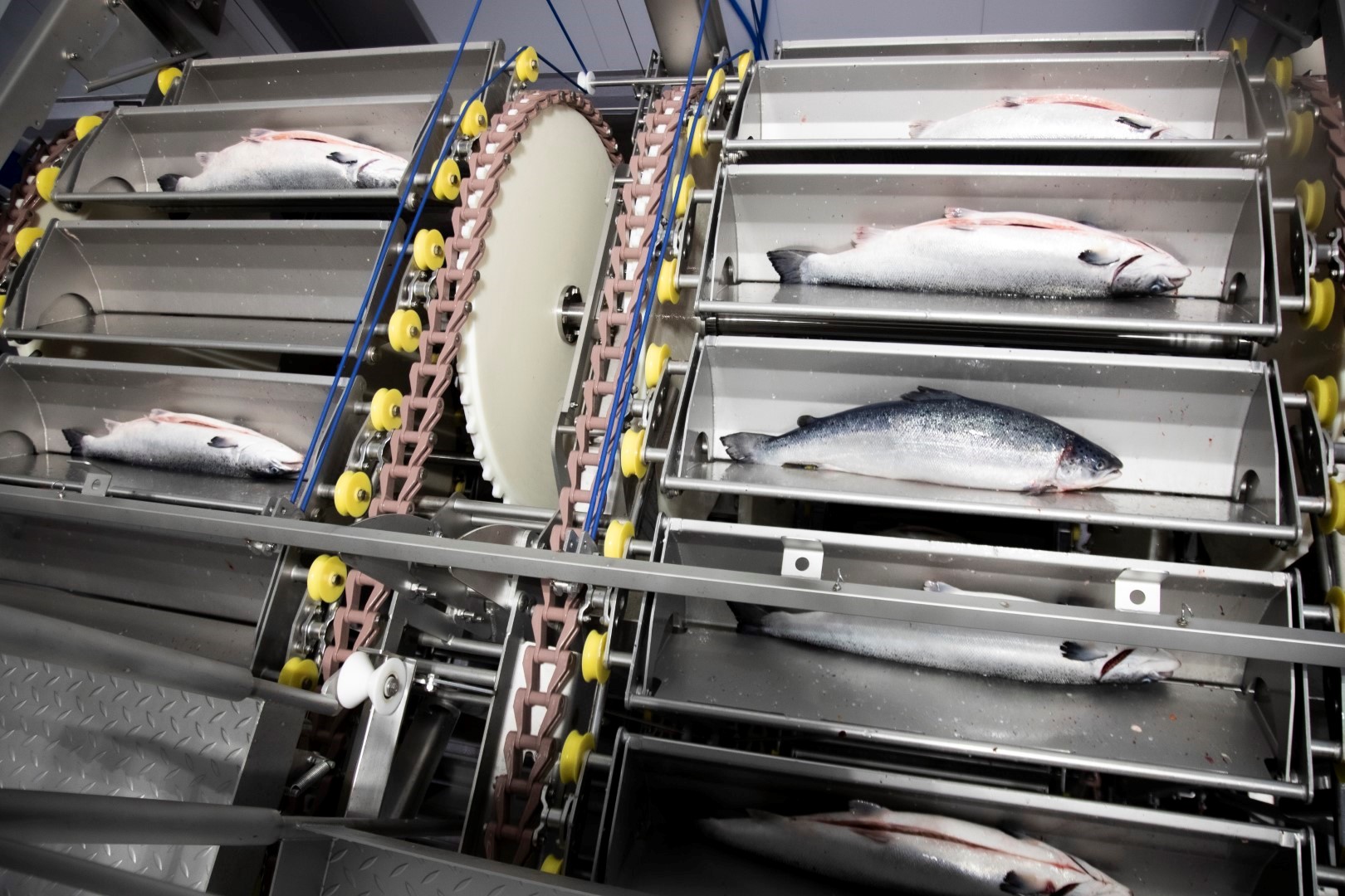 Primary processing salmon